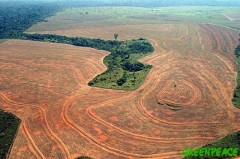 deforestation-novoprogresso.jpeg